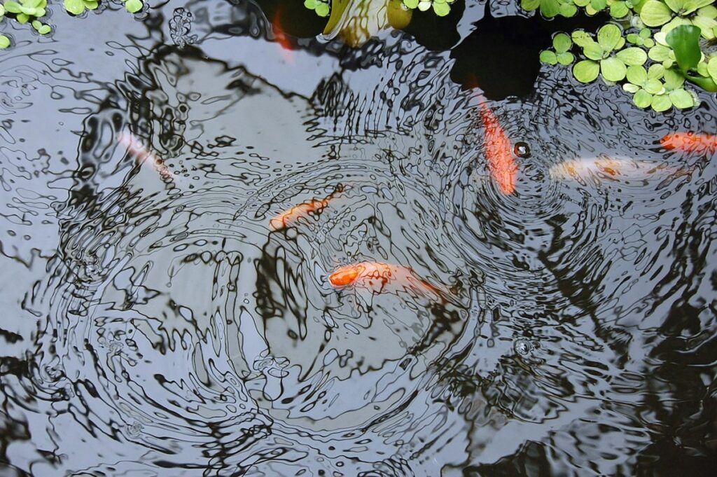 Goldfish in a pond - Photo by Maja R. on Unsplash