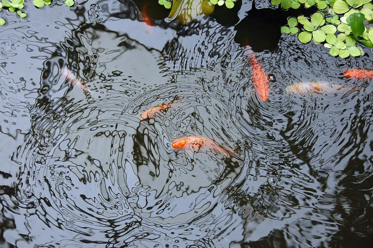 Goldfish in a pond - Photo by Maja R. on Unsplash
