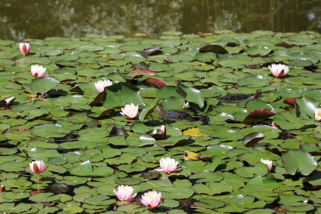 Pond lilies Photo by MOHAMMADREZA Kr on Unsplash