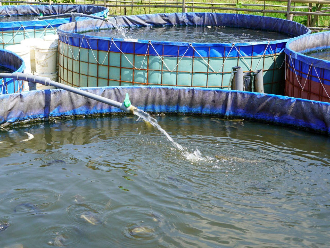 Fishery Maintenance