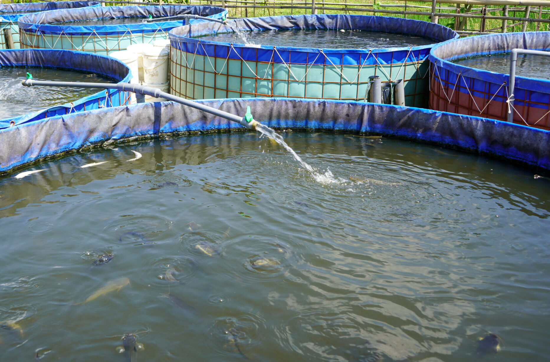 Fishery Services