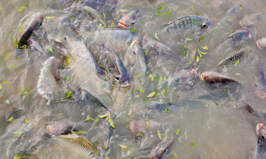 Fishery Services - tailor every project