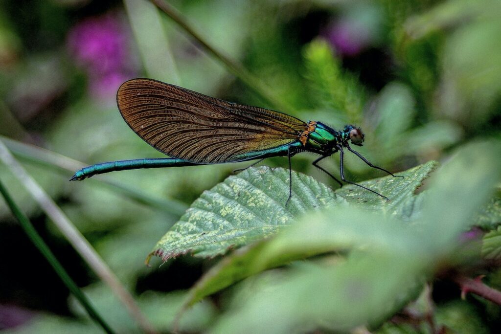 Biodiversity - Dragonfly - Photo by S N Pattenden on Unsplash