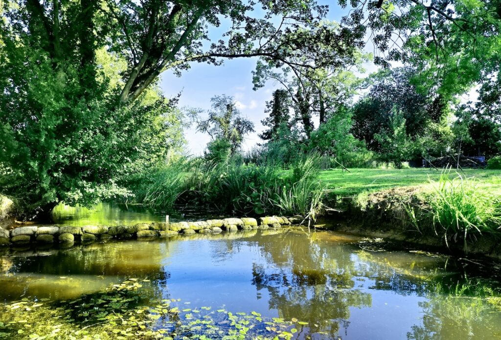 How to Maintain a Healthy Aquatic Ecosystem in Your Pond - Photo by Niklas Weiss on Unsplash