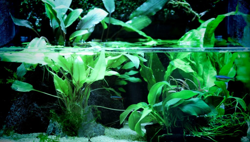 Aquatic plants - Photo by Tommy Sze on Unsplash