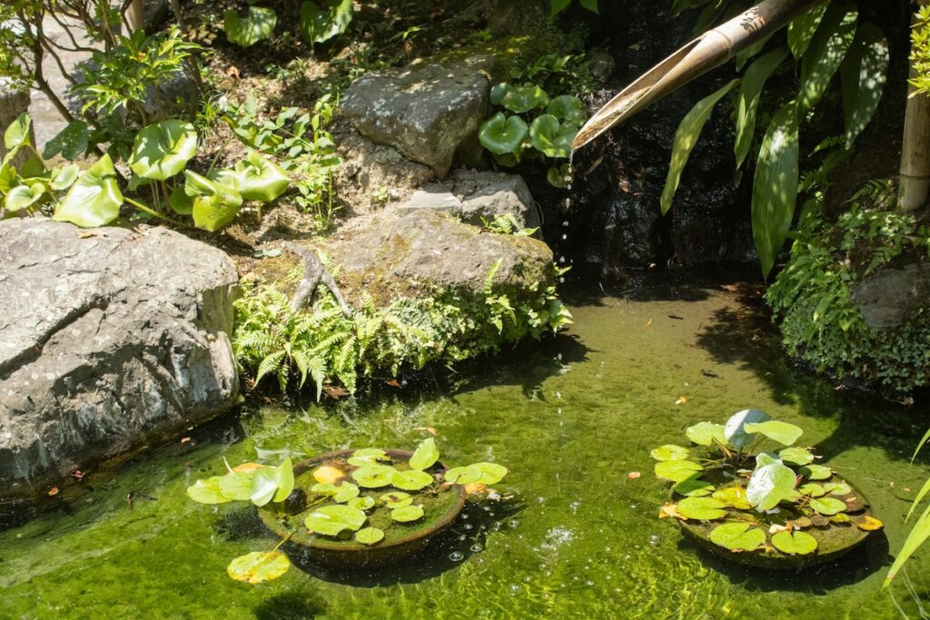 Clear pond - Photo by Joan on Unsplash