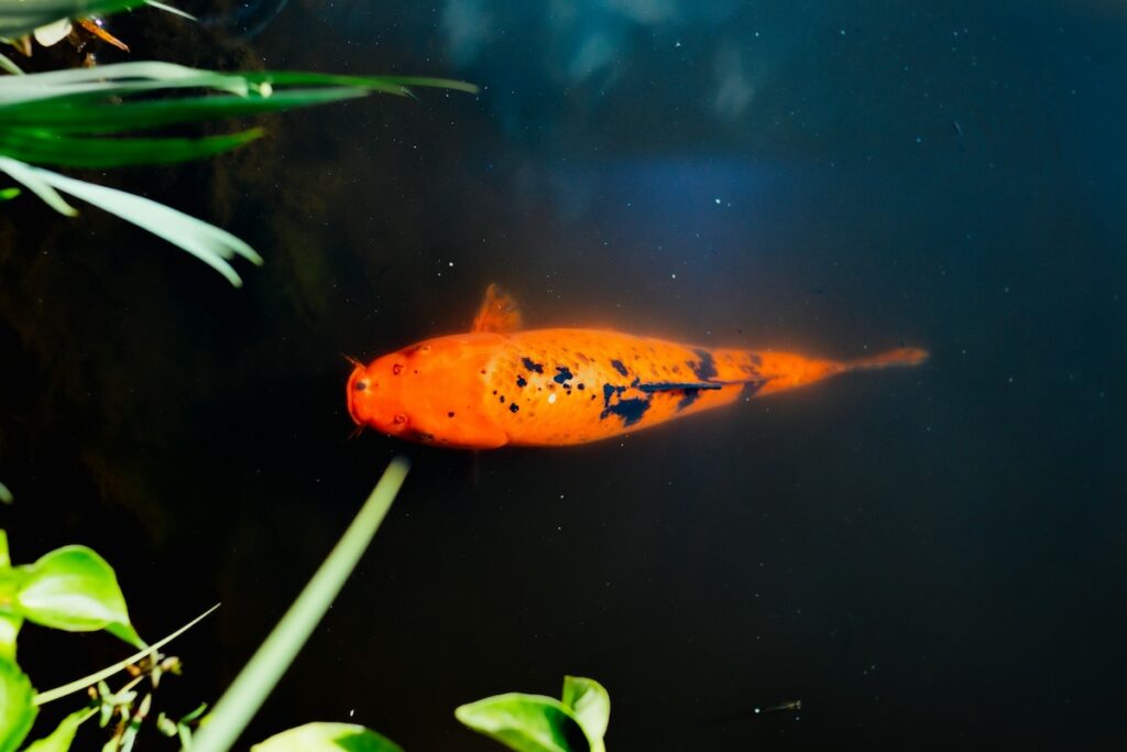 Koi pond - Photo by Andrew Rivera on Unsplash