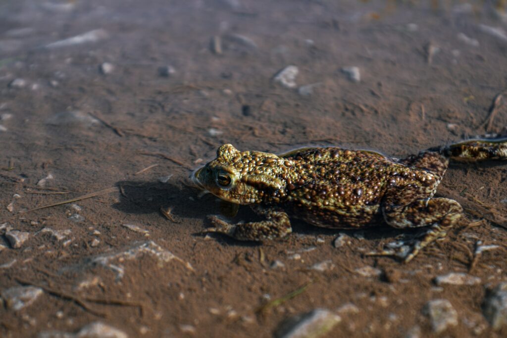 Frog - Photo by Julia Fiander on Unsplash