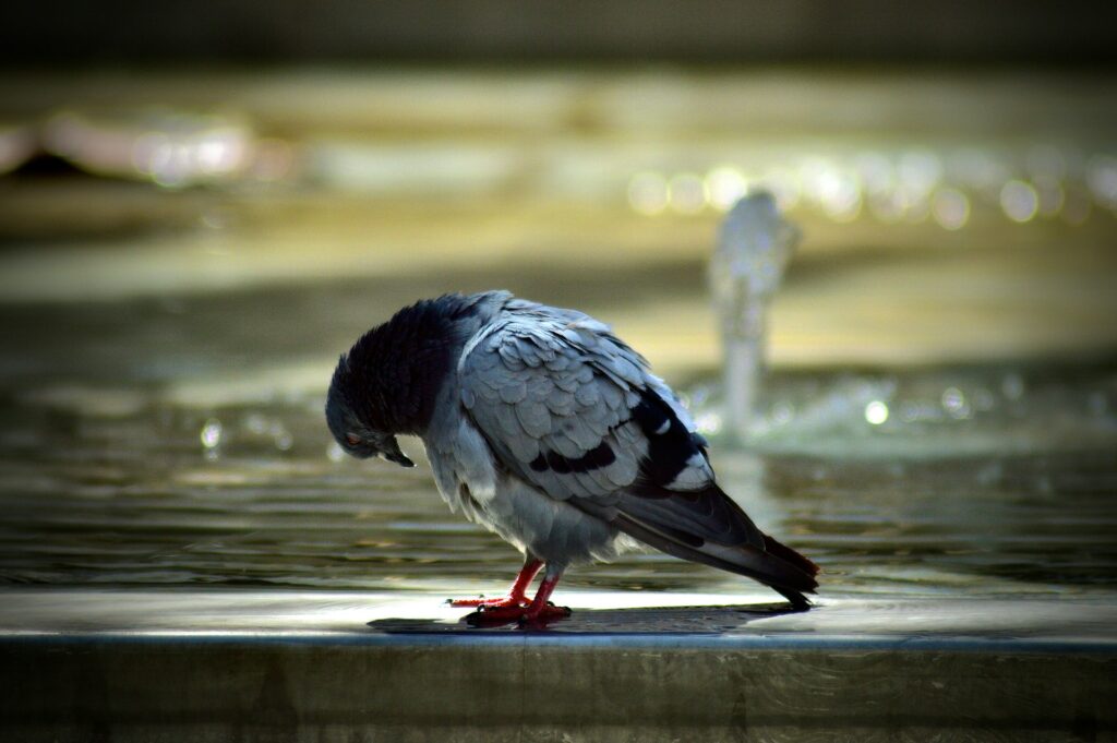 Pigeon and fountain - Photo by Antonio Zarza on Unsplash